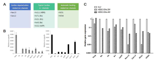 qPCR을 이용한 분화 심근세포의 이온채널 관련 유전자 발현량 비교.