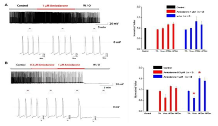 Amiodarone에 의한 hESC-CMs의 분화시기 별 활동전위 반응성 평가
