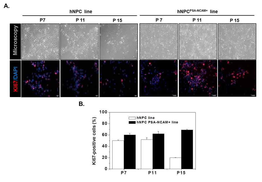 Neural precursor cell (미분화) 단 계 에 서 의 hESC-derived hNPC와 hNPCPSA-NCAM+의 배양 단계에서 광학현 미경 통한 세포 증식 확인 및 Ki67 면역염색 을 통한 세포 증식 확 인 및 비교