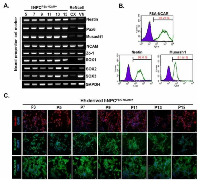 Neural precursor cell (미분화) 단계에서의 hESC-derived hNPCPSA-NCAM+의 reverse transcription-PCR