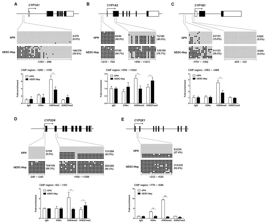 인간 일차간세포와 줄기세포 유래 간세포의 약물대사효소 유전자의 조절영역에서 DNA 메틸화 및 히스톤 변형화 양상 비교 분석