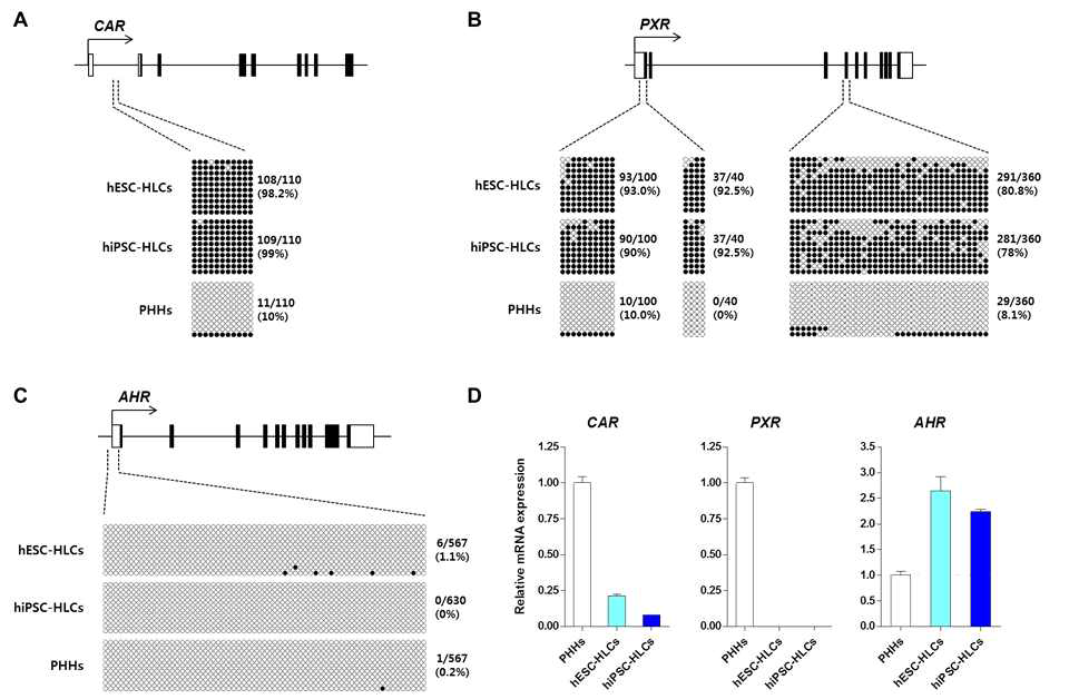 인간 전분화능줄기세포 유래 간세포의 CAR (A), PXR (B), AHR (C) 유전자 조절영역의 DNA 메틸화 및 발현양상(D) 비교