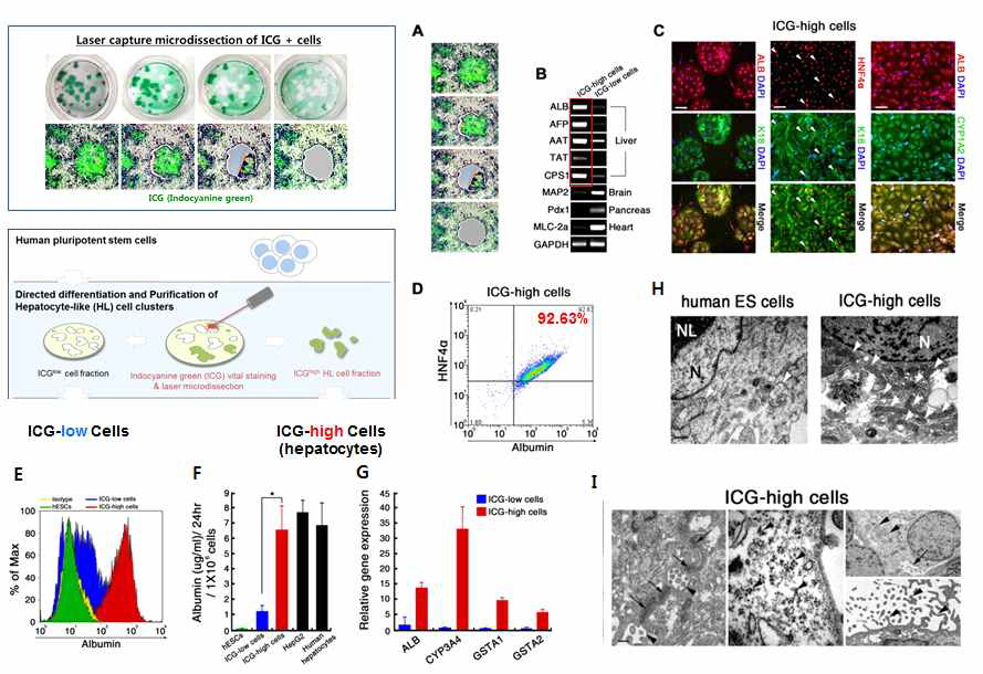 레이저 현미해부 (laser microdissection)를 이용한 ICG-high 세포 분리 정제