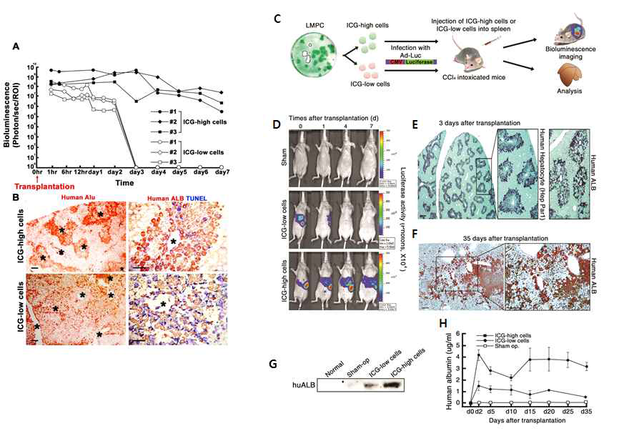 실험동물모델에 이식한 ICG-high 세포의 체내 생존율 분석