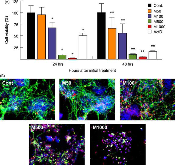 MEHP처리에 따른 초기 뉴론의 생존율과 caspase-3 발현 변화