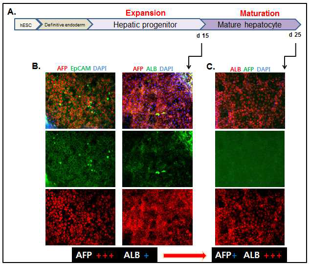 (A) 분화 중 간전구세포의 증식(expansion)과 성숙(maturation) 단계를 분리한 모식도 (B) 분화 단계별 marker의 발현을 단백질 수준에서 형광염 색을 통해 확인