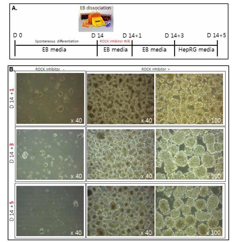 (A) dissociation & reaggregation을 통한 구체 형성의 모식도 (B) Rock inhibitor 처리 유무에 따른 구체 형성능과 증식 비교를 보여주는 phase contrast 사진