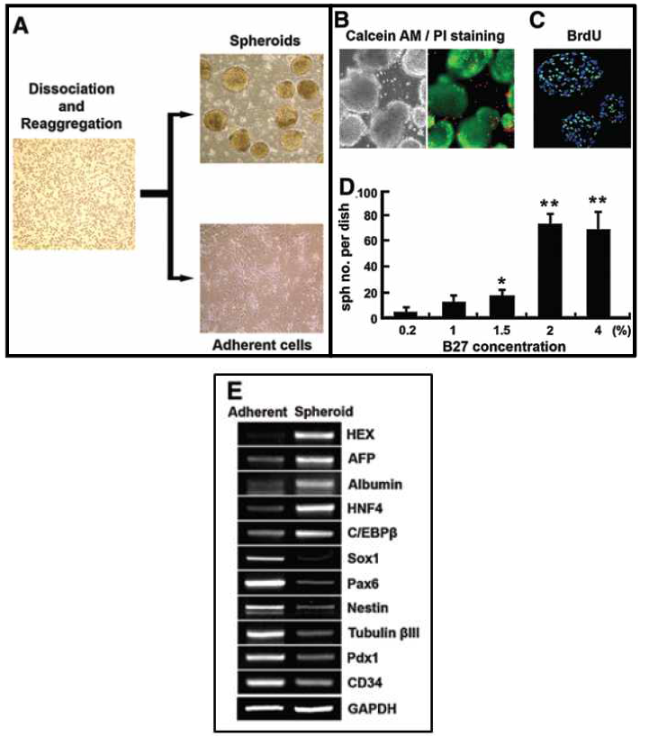 (A) 배아체를 이용한 hepatic spheroid 형성 모식도 (B and C) 만들어 진 hepatic spheroid의 phase contrast 사진과 Calcein AM/PI stainin과 BrdU (D) B27의 농도에 따른 형성된 spheroid 갯수 (E) spheroid 형성 세포와 adherent 세포의 RT-PCR을 통한 유전자 발현 비교