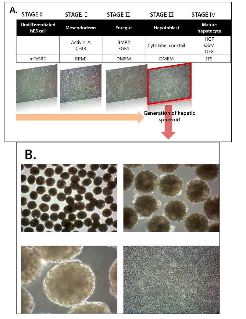 (A) 본 연구진이 보유한 분화기법과 hepatic spheroid 형성 단계에 대한 모식도 (B) 균일한 크기의 hepatic spheroid가 형성되었음을 보여주는 phase contrast 사진