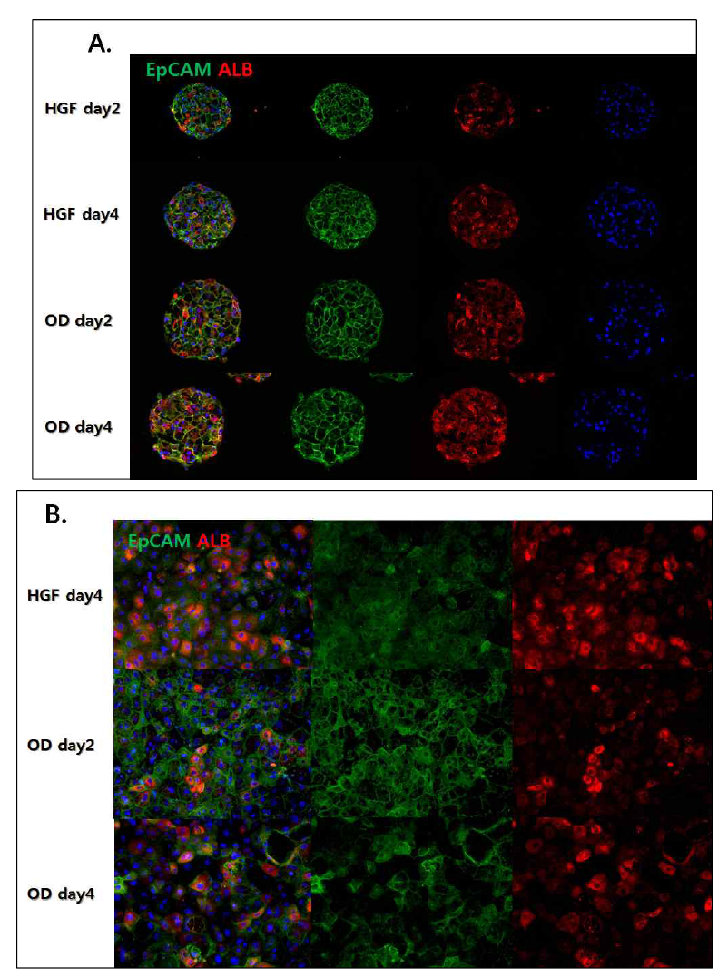 (A) 간세포의 분화 중 간전구세포 단계에서 형성한 hepatic 3D-spheroid를 성숙(maturation) 단계별로 marker의 발현을 단백질 수 준에서 면역형광염색을 통해 확인함 (B) 간세포의 분화 중 간전구세포 단계 이후 성숙 단계별로 marker의 발현을 2D 상태의 단백질 수준에 서 면역형광염색을 통해 확인함.