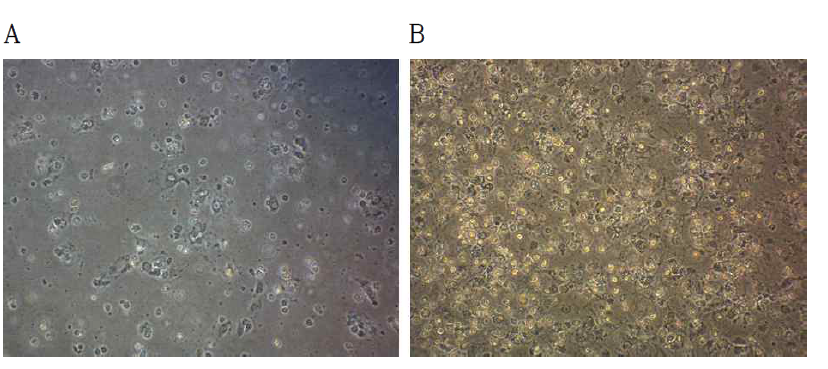 (A) 동결된 간 전구세포를 Insulin-transferrin-selenium이 포함된 DMEM/F12 배양액을 이용하여 해동시킨 후 15시간이 지난 phase contrast 사진. (B) 동결된 간 전구세포를 Insulin-transferrin-selenium 과 glucose가 포함된 DMEM/F12 배양액을 이용하여 해동시킨 후 15시 간이 지난 phase contrast 사진.