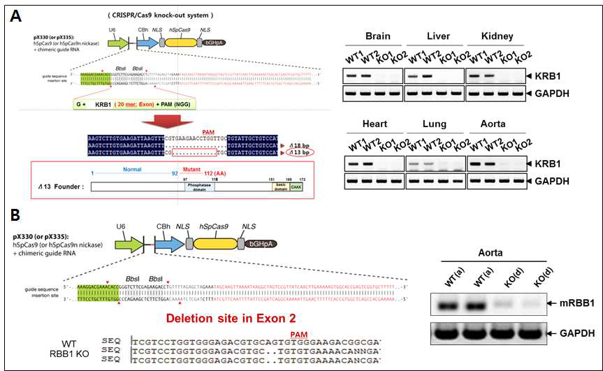 CRISPR/Cas9 기반 KRB1(A), RBB1(B) 결손 마우스 확립