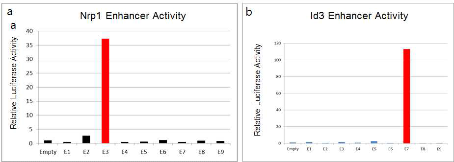 Reporter assay를 통한 Nrp1과 Id3의 혈관 특이적 enhancer 활성 측정. Nrp1의 경우 E3의 enhancer 활성이 유의성 있고, Id3의 경우 E7이 매우 높은 enhancer 활성을 보였음
