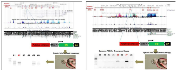 유전체 비교분석과 ENCODE 데이터 분석을 통한 Nrp1/Id3 Enhancer 동정 및 Gfp reporter 형질전환 생쥐 제작