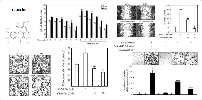 MMP9을 통한 Glaucine의 혈관 암세포 이동/침습 억제 효과 검증