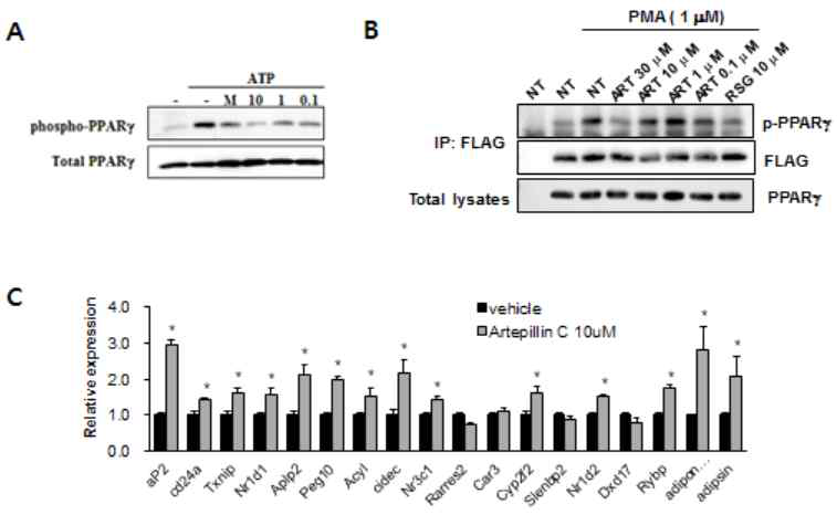 artepillin C의 PPARγ 인산화 억제 작용