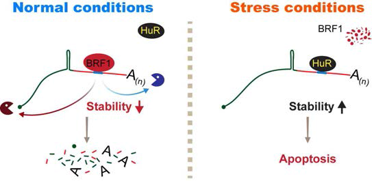 ARE-mediated mRNA decay에 의한 poly(A)+RDH mRNA 분해 과정 모식도