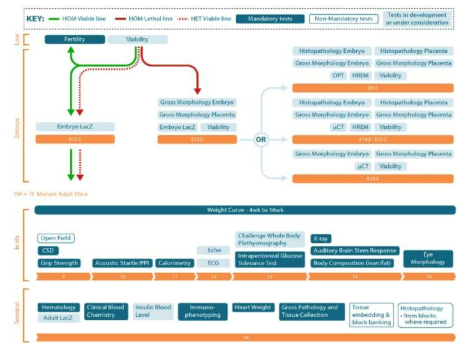 The Adult and Embryonic Phenotype Pipeline