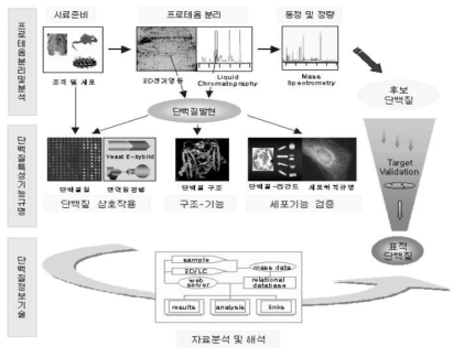 프로테오믹스 연구 방법의 모식도