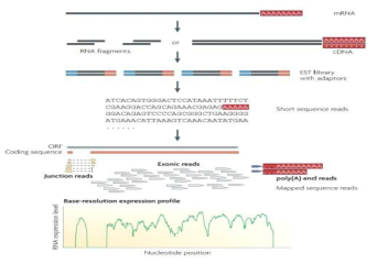 RNA-sequencing 모식도