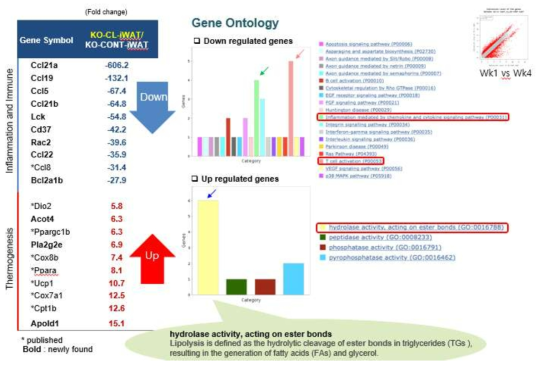 Ahnak-KO에 CL처리한 WAT에서 down 및 upregulation된 유전자