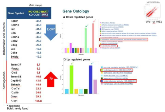 Cold-stressed Ahnak-KO의 WAT에서 down 및 upregulated된 유전자