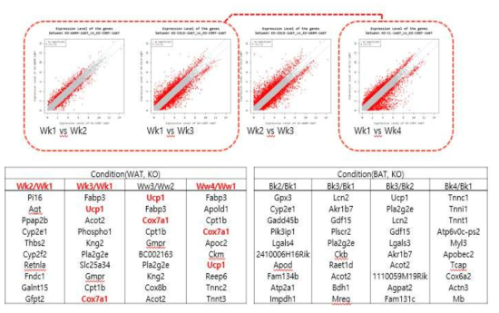 Ahnak-KO의 WAT에서 Condition 별 비교 분석
