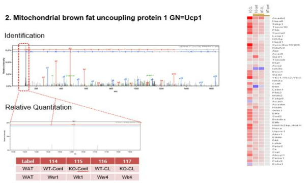 Ucp1 정량분석 데이터
