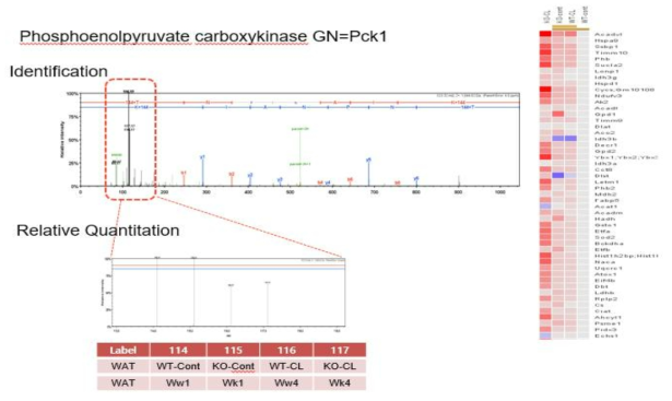 Pck1 정량분석 데이터