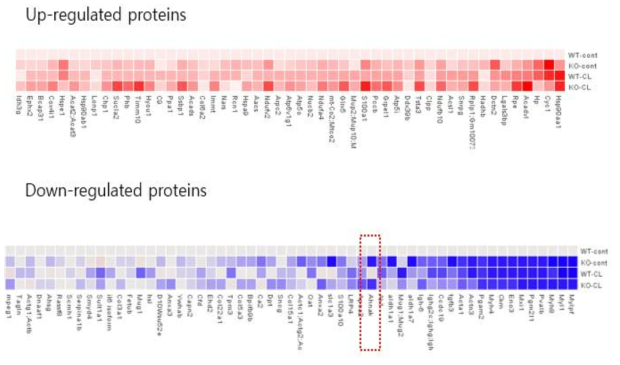 Heatmap of Proteins