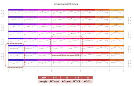 Enrichment Analysis of KO-CL Related Proteins(1)