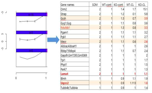 Enrichment Analysis of KO-CL Related Proteins(2)