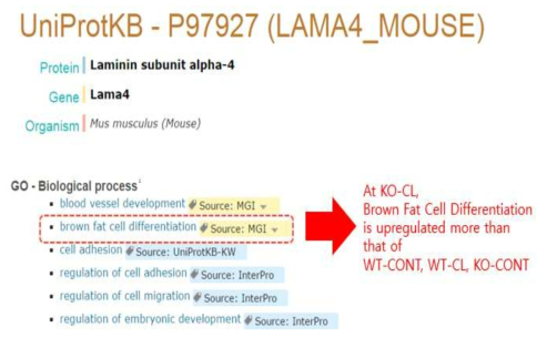 Enrichment Analysis of KO-CL Related Proteins(4)