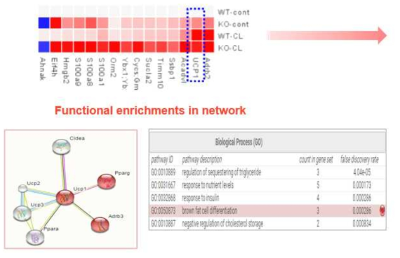 Proteogenomic CO-expression Analysis of Ahnak KO-CL phenotypes in mice