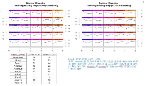 Self-Organizing Map(SOM) Clustering