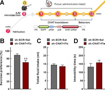 CHAT 발현억제 동물모델에 대한 프로작 치료에 대한 치료 반응성