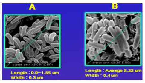 결핵균 배양배지(7H9, 대조군)에서 배양된 임상 결핵균주(A) 및 K-107이 첨가된 배양촉진배지에서 배양된 임상 결핵균주(B), 주사전자현미경으로 촬영(20,000배)