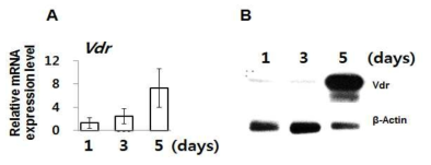 파골세포 분화 과정 중 Vdr의 발현양상