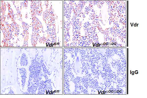 조직면역학염색을 통한 Vdroc/oc 파골세포에서의 Vdr결실 관찰