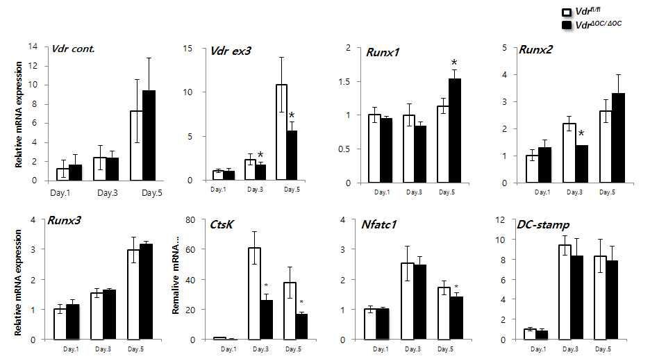 VdrΔoc/Δoc 생쥐에서 파골세포 유전자 발현변화