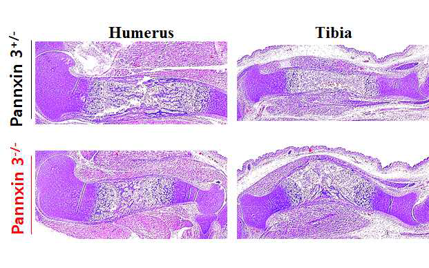 태생기 E17.5 H&E 염색 Panx3-/-생쥐 상박골에서 골수강 형 성이 저해됨. 경골이 휘어짐.