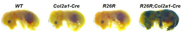 R26R;Col2a1-cre embryo LacZ 염색