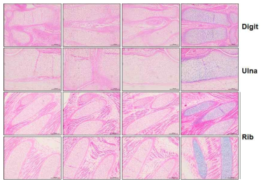 R26R;Col2a1-cre embryo의 digit, ulna, rib에서 LacZ 염색 결과의 조직학적 분석