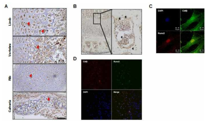 Cbfβ의 발현 및 Runx2와의 상호관계