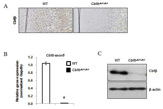 연골세포에서 Cbfβ가 특이적으로 제거됨을 확인