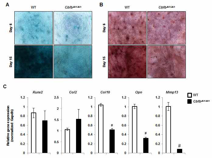 CbfbΔch/Δch의 줄기세포 연골분화능력 분석