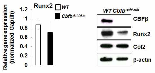 CbfbΔch/Δch 연골세포에서 Runx2의 mRNA와 단백질 발현양상