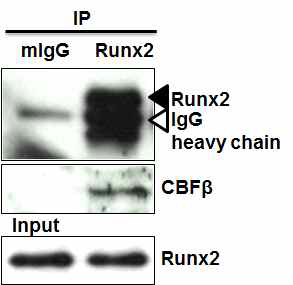 연골세포에서 CBFβ와 Runx2가 결합함