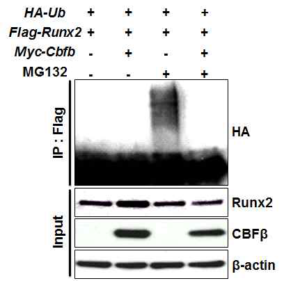 연골세포에서 CBFβ가 Runx2의 polyubiquitination을 억제함