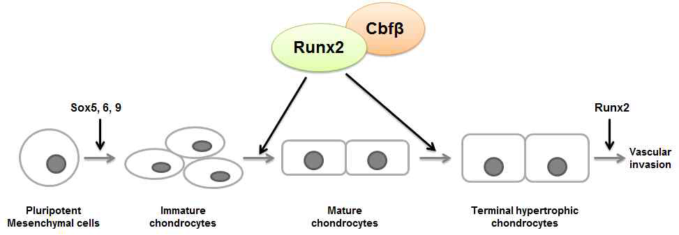 Runx2/CBFβ가 연골세포의 분화를 조절함